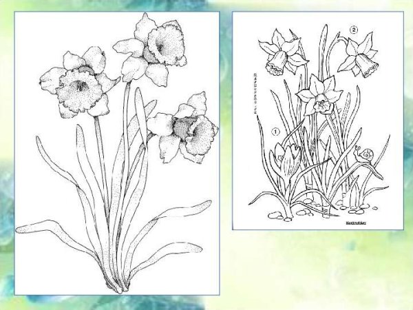 Презентация рисования нарцисса