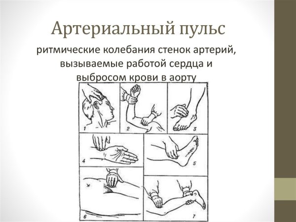 Артериальный пульс определяют