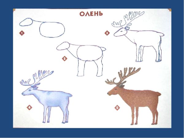 Поэтапное рисование диких животных в подготовительной группе