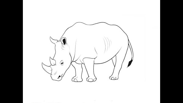 Животные рисунки карандашом легко