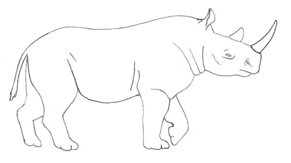 Носорог рисунок карандашом