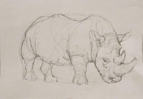 Носорог набросок