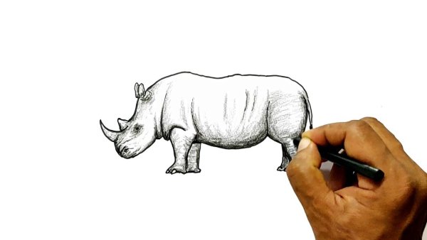 Носорог карандашом для детей