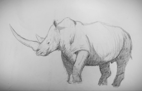 Носорог Наброски карандашом