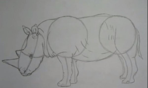 Поэтапное рисование носорога