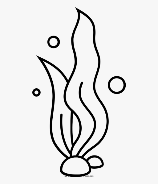 Водоросли раскраска