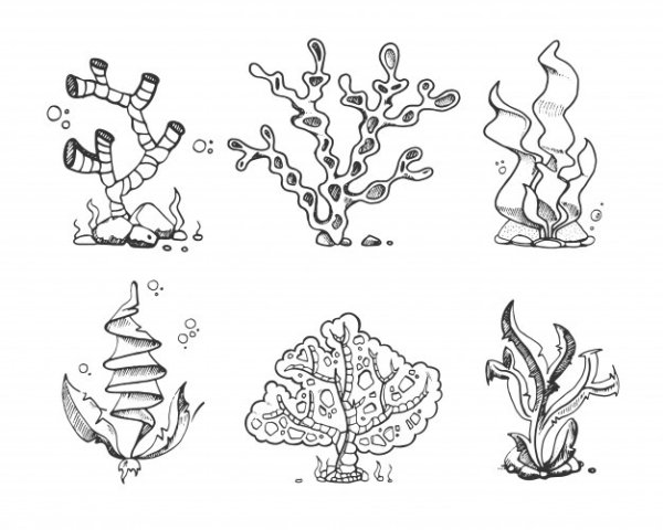 Аквариумные водоросли раскраска