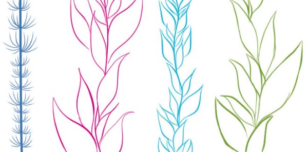 Водоросли карандашом