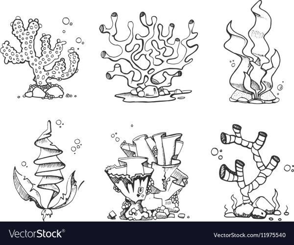 Кораллы скетч