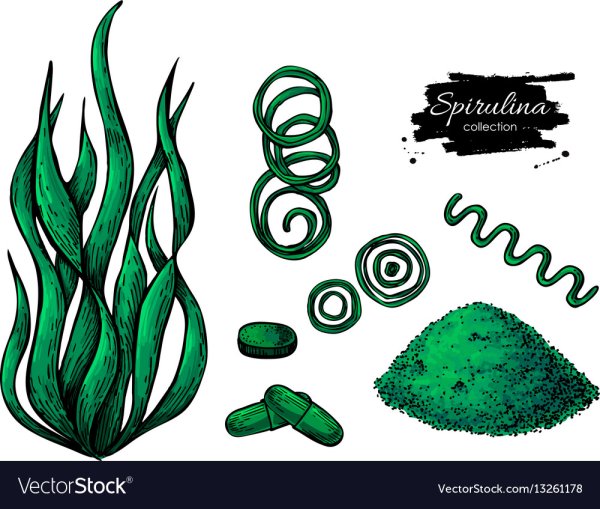 Водоросли карандашом