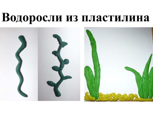 Лепка из пластилина водоросли