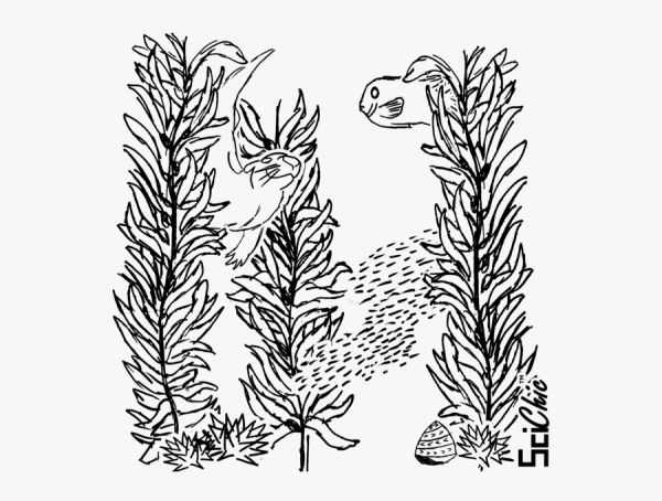 Водоросли рисунок