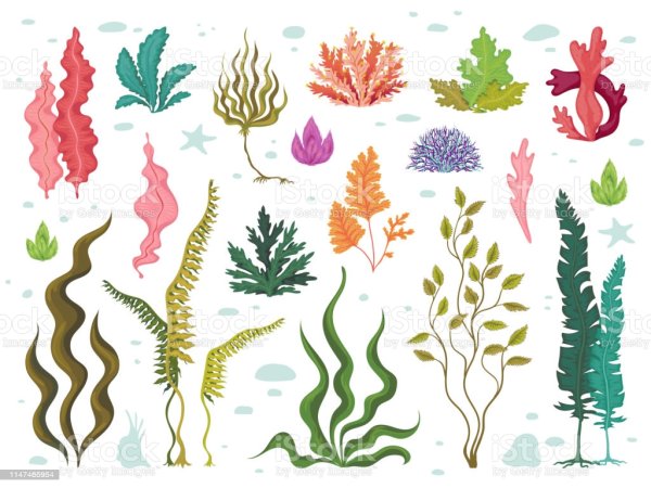 Водоросли узор