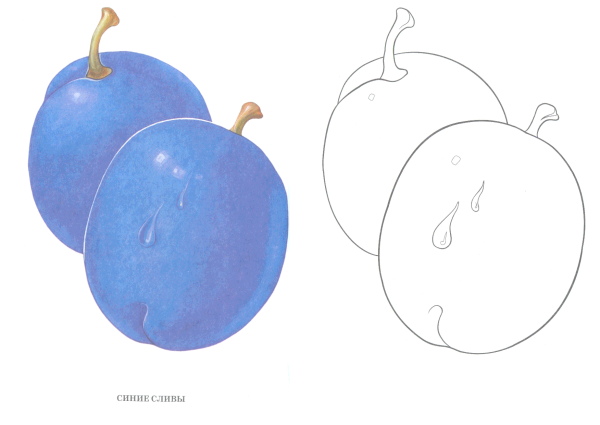 Рисование сливы в средней группе