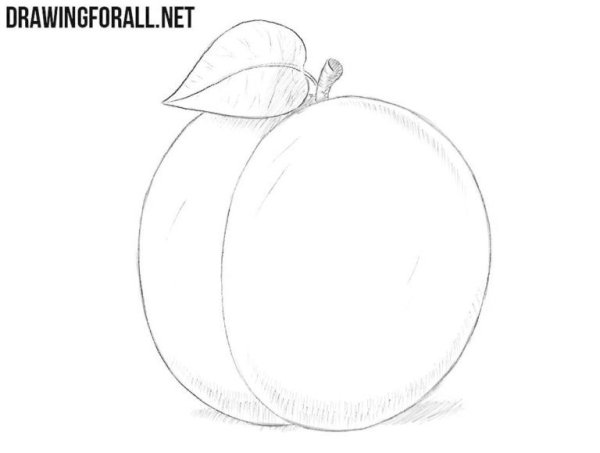 Поэтапное рисование сливы