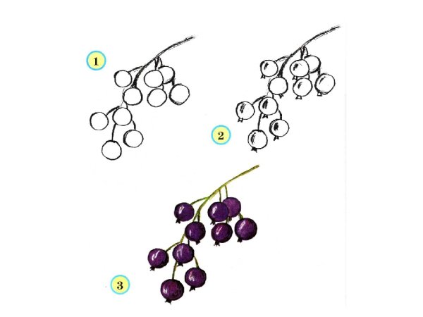 Фрукты поэтапное рисование