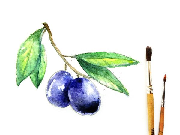 Слива акварелью