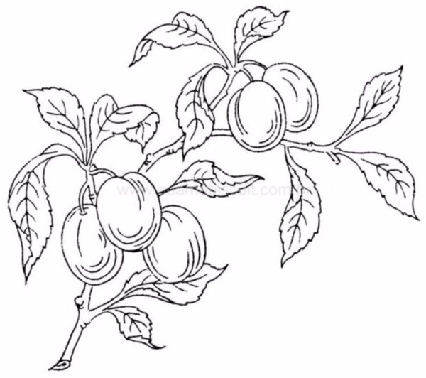 Раскраска сливы