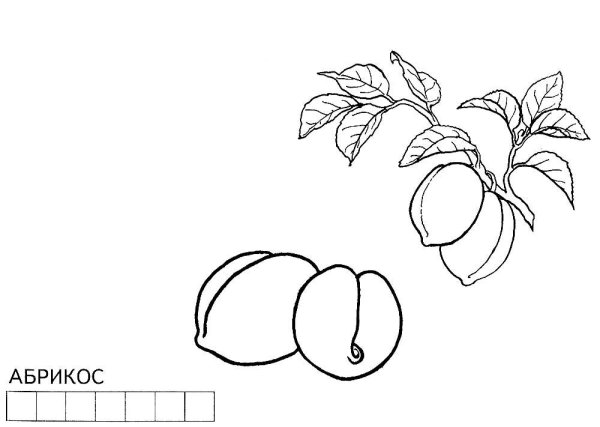 Абрикос раскраска