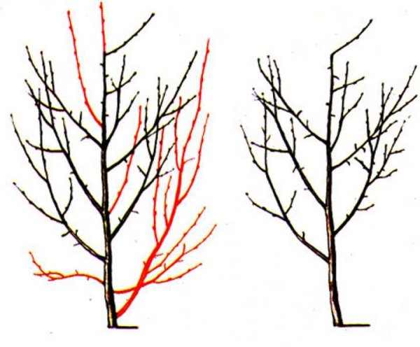 Схема обрезки колоновидной сливы
