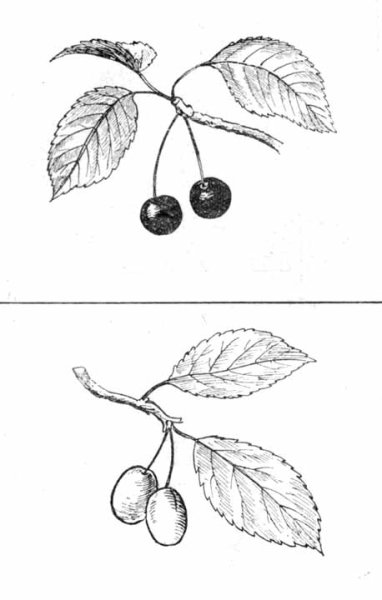 Лист вишни карандашом