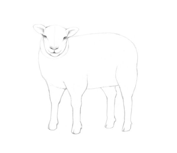 Баран карандашом поэтапно