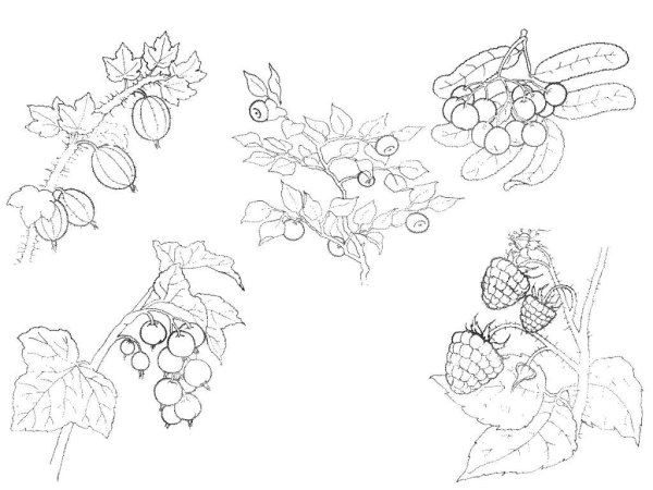 Раскраски на тему ягоды