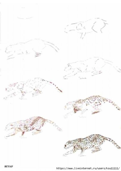 Рисуем 50 исчезающих животных