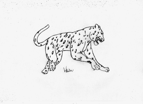 Ягуар рисунок карандашом поэтапно