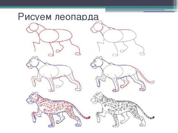 Поэтапное рисование леопарда