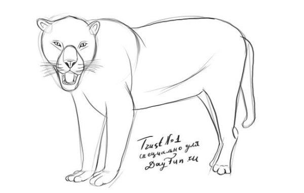Ягуар рисунок карандашом поэтапно