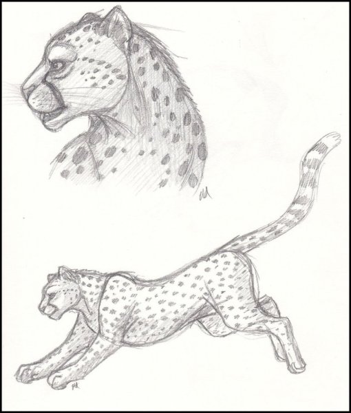 Гепард набросок