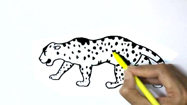 Рисование ягуара пошагово