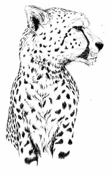 Ягуар рисунок карандашом