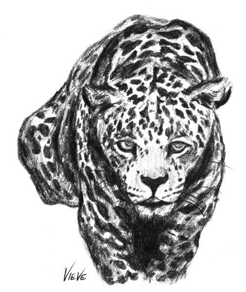 Ягуар рисунок