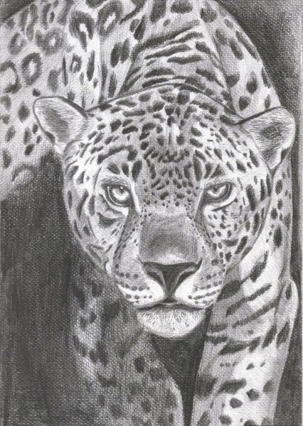 Ягуар тату эскизы