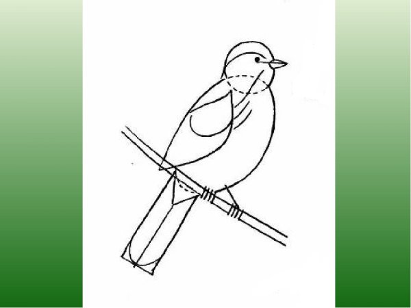 Поэтапное рисование соловья