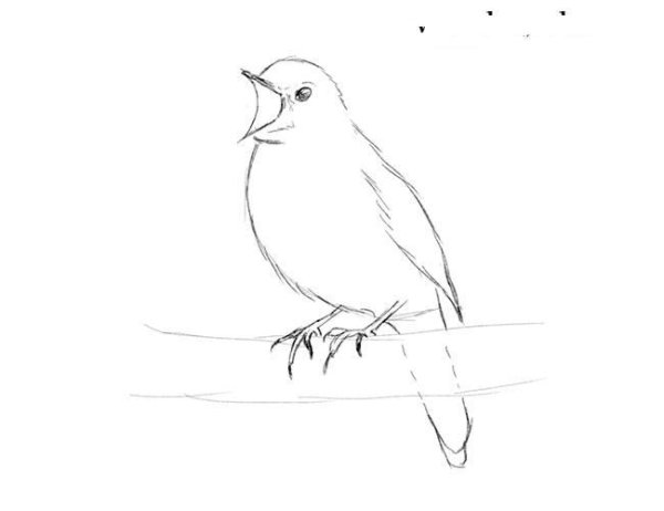 Соловей рисунок