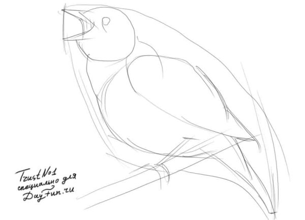 Соловей рисунок карандашом