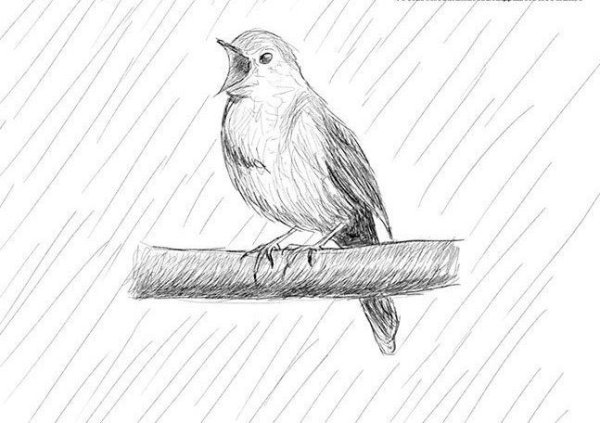 Соловей рисунок карандашом