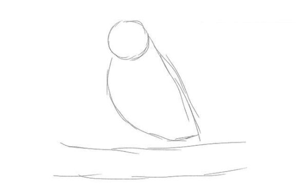 Как нарисовать соловья поэтапно