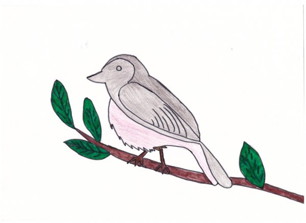 Соловей рисунок карандашом