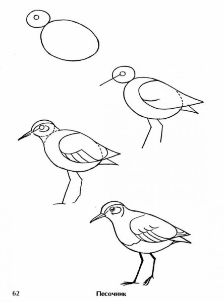 Рисование птиц