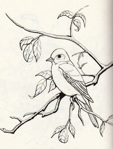 Весенние птицы карандашом