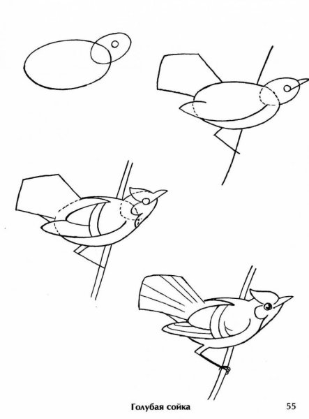 Схема рисования птиц