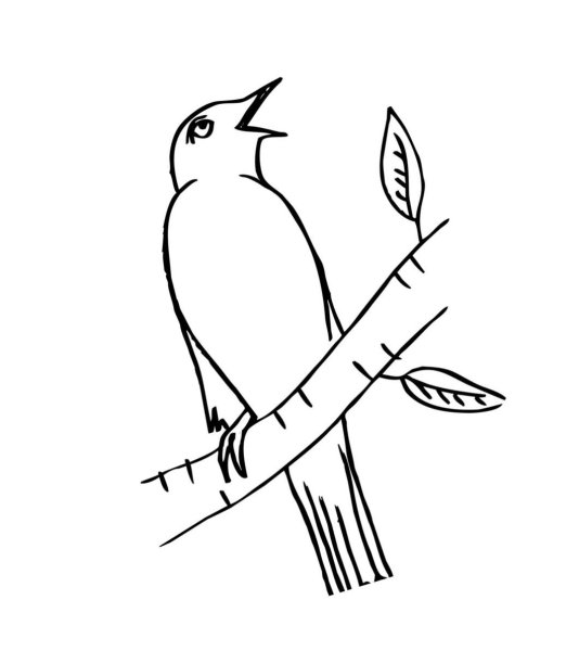 Соловей рисунок карандашом