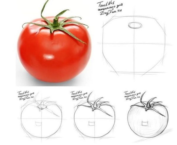 Поэтапное рисование помидора