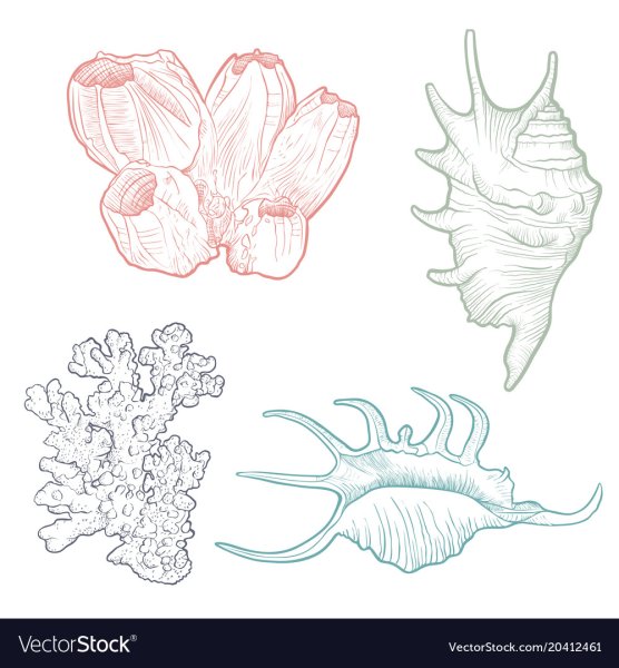 Кораллы поэтапное рисование