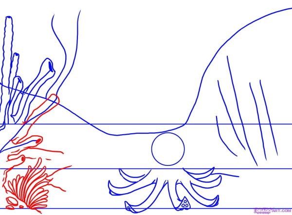 Кораллы скетч