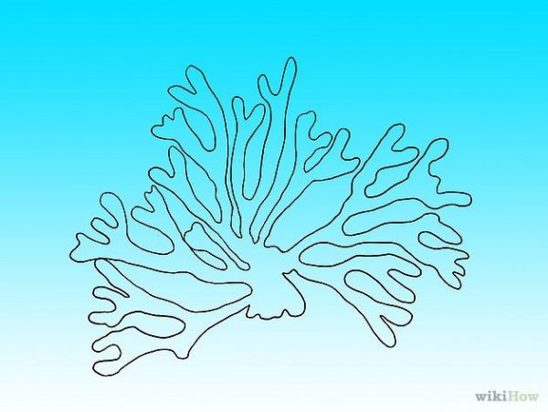 Раскраска водоросли Ульва